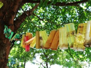 Lighter Bunting Yellow and Green, MCC Koh Seh 2018 By Nina Clayton
